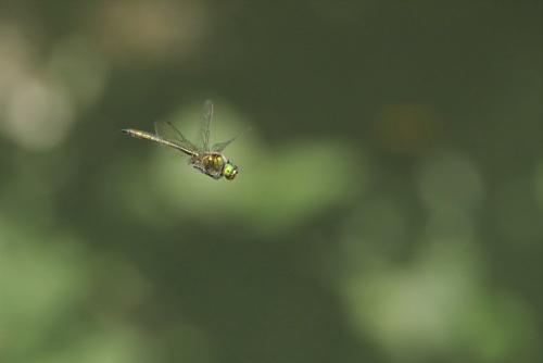 Somatochlora metallica